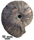 Cleoniceras sp., um amonóide do Albiano inferior de Sergipe (cerca de 110 milhões de anos - Formação Riachuelo)