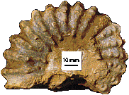 Douvilleiceras inaequinodum, um amonóide do Albiano inferior de Sergipe (cerca de 110 milhões de anos - Formação Riachuelo)