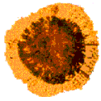 Florinites sp., um grão de pólen de uma gimnosperma do final Carbonífero de Sergipe e Alagoas (cerca de 300 milhões de anos - Formação Batinga). Aumento 500x. Foto: Uesugui & Santos.
