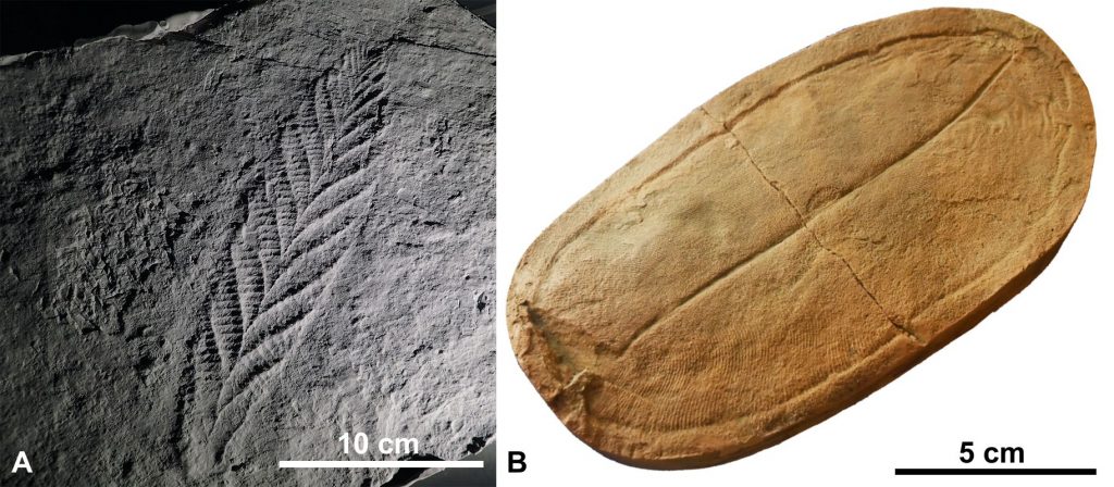 A) Charnia masoni holotype from Charnwood Forest, Leicestershire, England; B) Dickinsonia, Ediacariano, Neoproterozoico - Redpath museum, Montreal - Wagner Souza-Lima, 2018