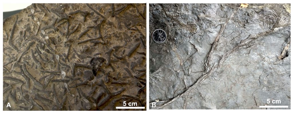 A) Chasmatopora (briozoário) e Flexicalymene (trilobita) e B) crinóide (Ordoviciano, Montreal, Canadá; - Redpath Museum e Fund. Phoenix (© 2018 Wagner Souza Lima)