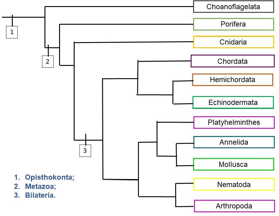 Resumo das relações filogenéticas entre os principais grupos de Metazoa.