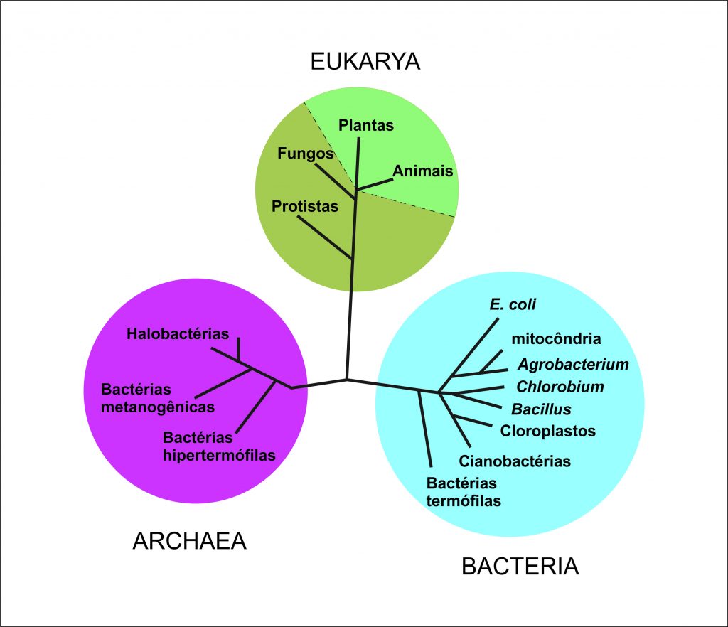 Diagrama da árvore da vida numa perspectiva filogenética molecular.