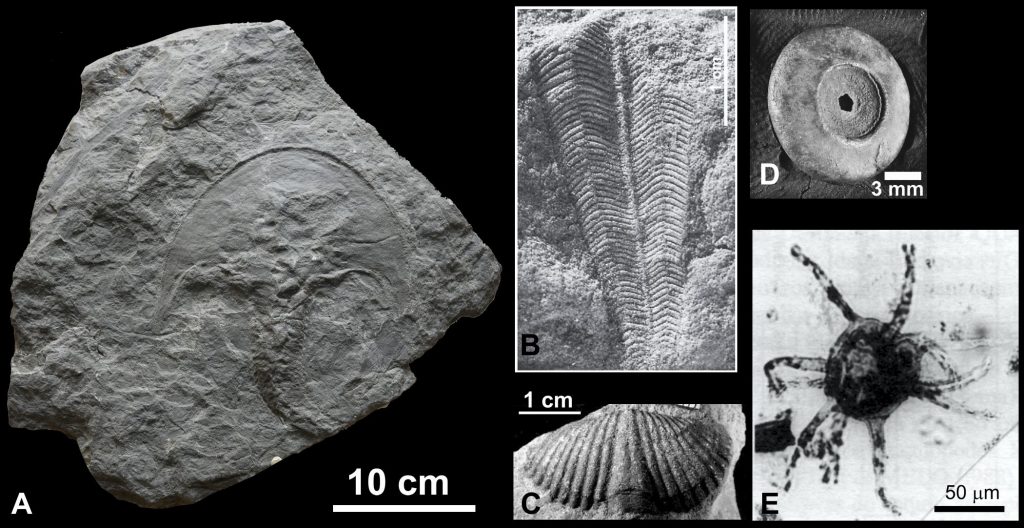 Na figura, A) Cephalaspis dawsoni, um Agnatha do Devoniano inferior de Gaspé, Quebéc - Redpath Museum, Montreal, Canadá (© 2018 Wagner Souza Lima); B) Paraconularia ulrichana, um conulário da Formação Ponta Grossa, Devoniano da Bacia do Paraná (DNPM-3656-1; Leme et al., 2015); C) Mucrospirifer pedroanus (MCT 6870-Ib), Formação Cabeças, região de Picos, PI (© 2001 A.C.S.Fernandes); D) disco de Exaesiodiscus dimerocrinosus, um crinóide da Formação Pimenteiras, Devoniano da bacia do Parnaíba, Tocantins, Brasil (UFT153c; Scheffer et al., 2011); E) Diexallophasis remota, um acritarca da Formação Trombetas, Devoniano da bacia do Amazonas (Oliveira & Lima, 1990).