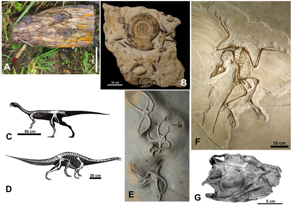 Fósseis do Jurássico: A) Lenho de Agathoxylon sp., uma Gimnosperma, Sergipe (FPH, © 2018 Wagner Souza Lima); B) Amonóides e belemnitas, Jurassic Coast, Inglaterra (https://jurassiccoast.org/); C) Chilesaurus diegosuarezi, um dinossauro do Chile (Novas et al., 2015); D) Adeopapposaurus mognai, um dinossauro da Argentina (Martínez, 2009); E) Ofiuróides, Jurassic Coast, Inglaterra (https://jurassiccoast.org/); F) Archaeopteryx lithographica, Solnhofen, Alemanha; G) Crânio de Adeopapposaurus mognai (Martínez, 2009)