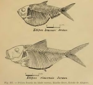 Branner, 1915 - Geologia elementar_peixes_Alagoas
