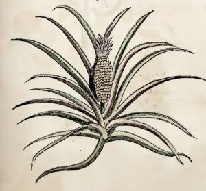 Piso, 1648 - Abacaxi