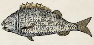 Piso, 1648 - Acará pinima