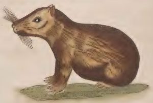 Piso, 1648 - Capibara