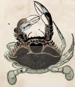 Piso, 1648 - Ciri apoa