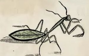 Piso, 1648 - Gaayara