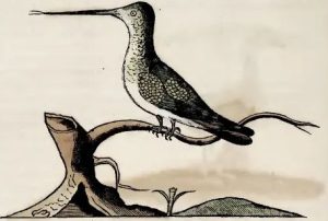 Piso, 1648 - Guainumbi