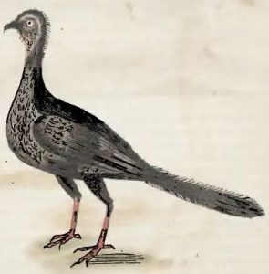 Piso, 1648 - Iacu-pema