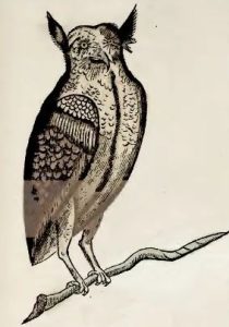 Piso, 1648 - Iacurutu