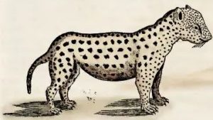 Piso, 1648 - Iaguara