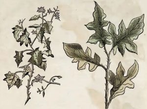 Piso, 1648 - Jurubeba