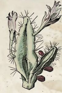 Piso, 1648 - Mandacaru