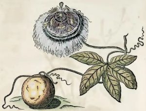 Piso, 1648 - Maracujá