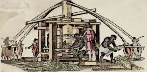 Piso, 1648 - Moagem da cana