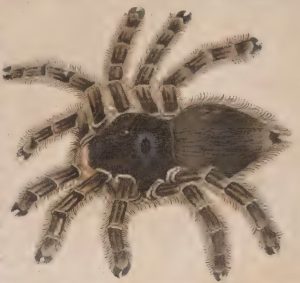 Piso, 1648 - Nhandu guacu