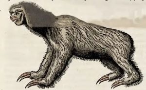 Piso, 1648 - Priguiza