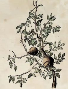 Piso, 1648 - Sapucaia