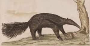 Piso, 1648 - Tamandua-guacu