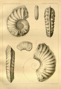 White, 1887 - Contribuições á paleontologia do Brazil_estampa_24