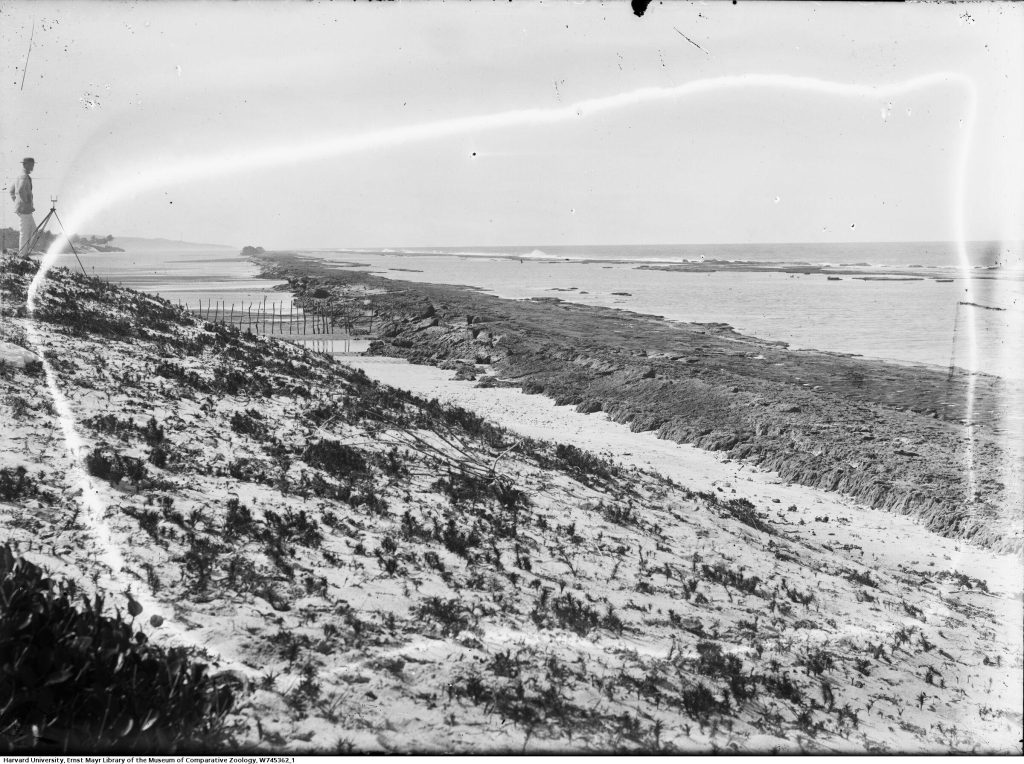 Praia de Muro Alto, Pernambuco - foto de Branner, ca. 1875.